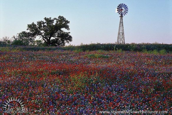 May wildflowers in the Texas Hill Country by Gary Regner