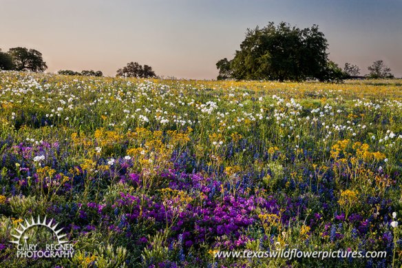 Spring Bounty - Texas Wildflowers by Gary Regner